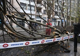 El derribo de árboles por el viento fue una constante ayer en Gipuzkoa, como el de la imagen en San Sebastián.