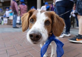 La protesta de los veterinarios, en imágenes
