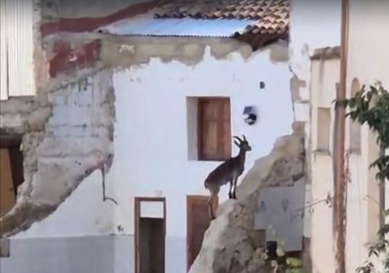 Una de las cabras montesas, en Chiva.