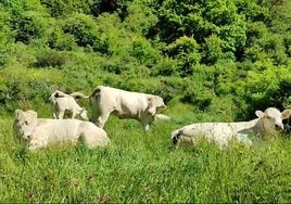 Ganado en la montaña leonesa