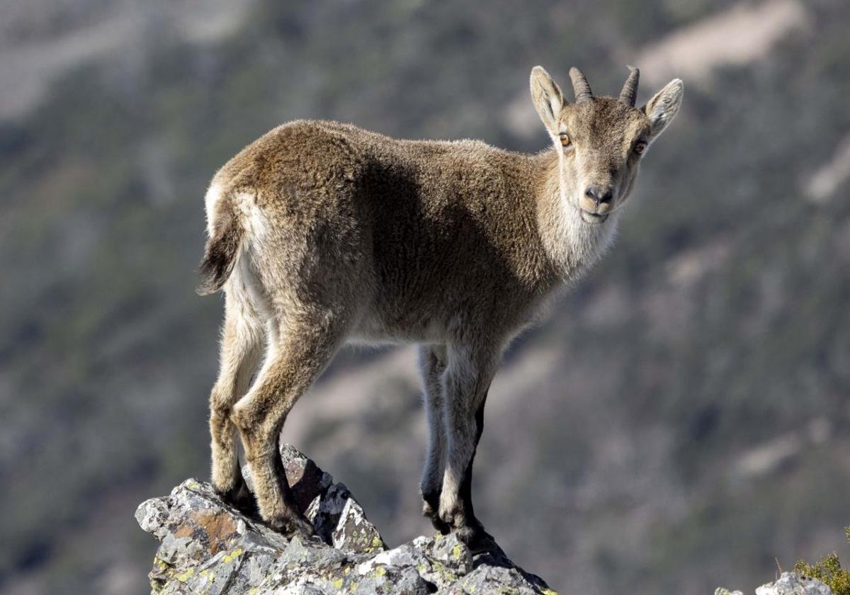 Imagen de una cabra montesa.