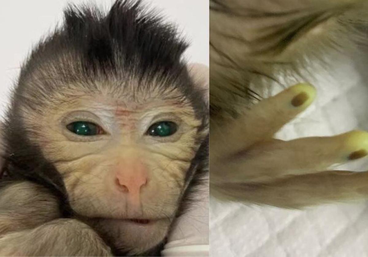 Nace el primer mono quimérico con células madre de otro ejemplar