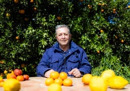Vicente Todolí, en su huerta de cítricos, en la que crecen más de 500 variedades, en Palmera (Valencia).